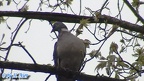 Columba palumbus -  2. Fund