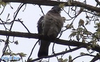 Columba palumbus -  2. Fund