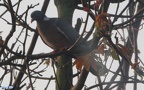 Columba palumbus -  3. Fund