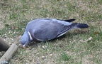 Columba palumbus -  5. Fund