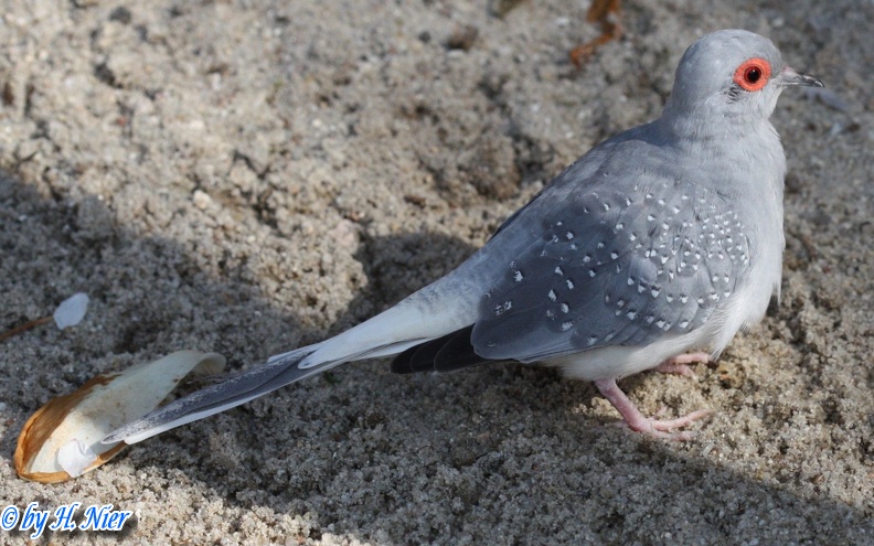 Geopelia cuneata -  1. Fund