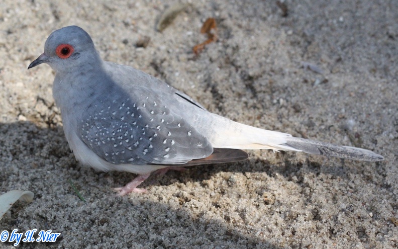 Geopelia cuneata -  1. Fund