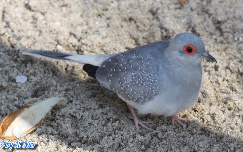 Geopelia cuneata -  1. Fund