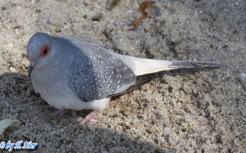 Geopelia cuneata -  1. Fund