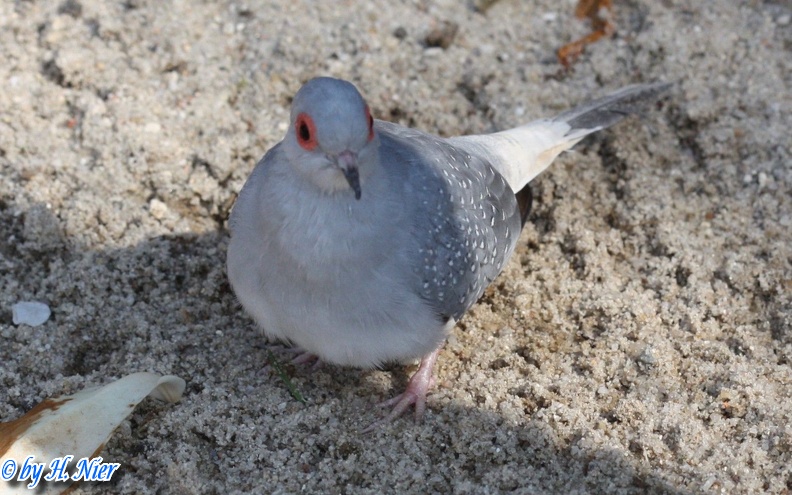 Geopelia cuneata -  1. Fund