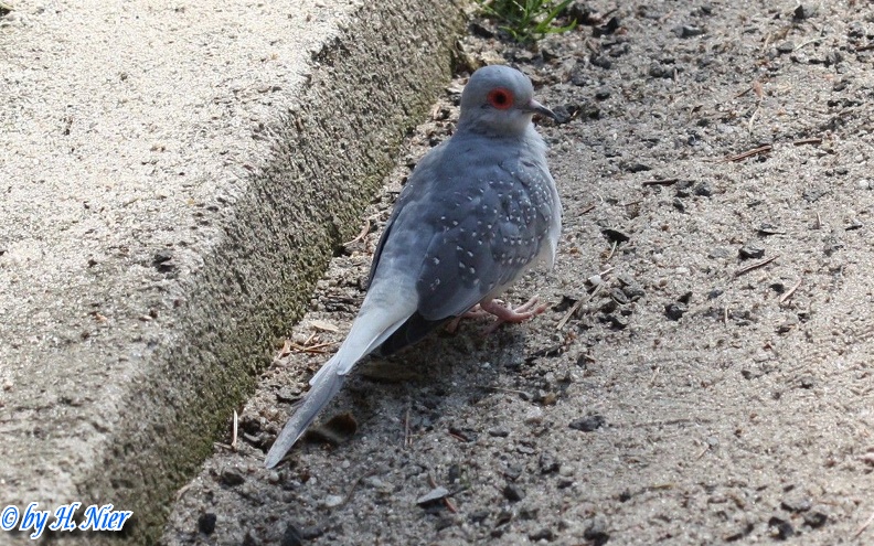 Geopelia cuneata -  1. Fund