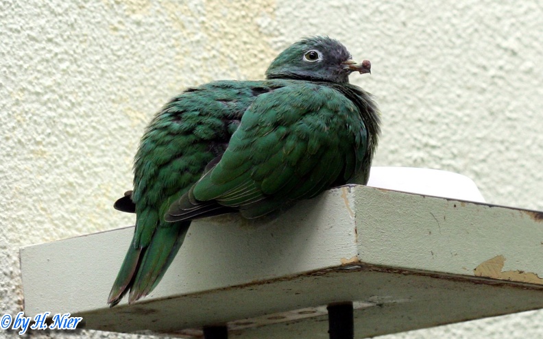 <a href='picture.php?/15094/category/5597'>Ptilinopus melanospilus - 1. Fund (Weibchen)</a> Ptilinopus melanospilus - 1. Fund (Weibchen)