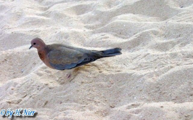 Spilopelia senegalensis -  1. Fund