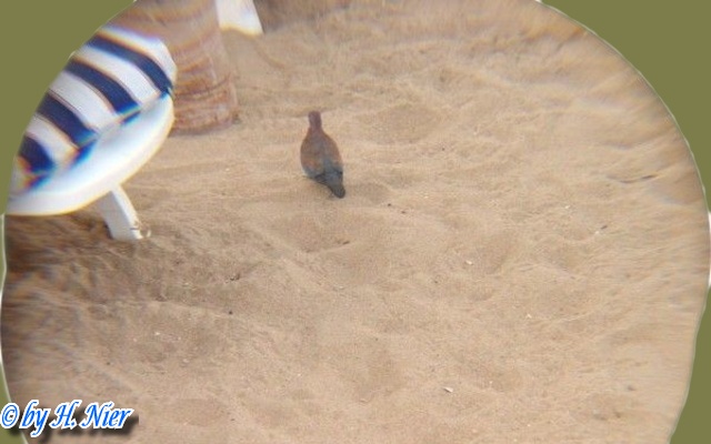 Spilopelia senegalensis -  1. Fund