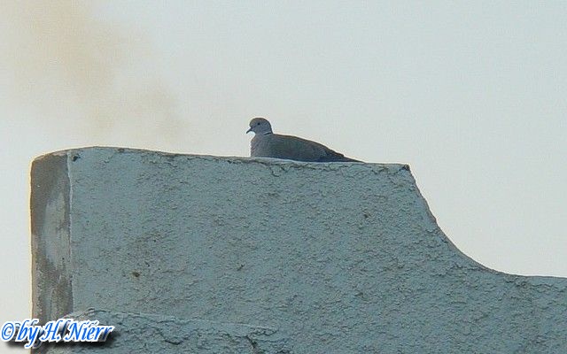 Streptopelia decaocto -  2. Fund