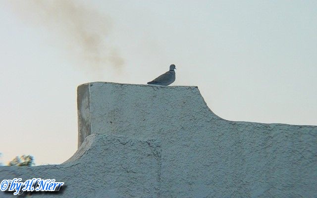 Streptopelia decaocto -  2. Fund