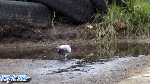 Streptopelia decaocto -  3. Fund
