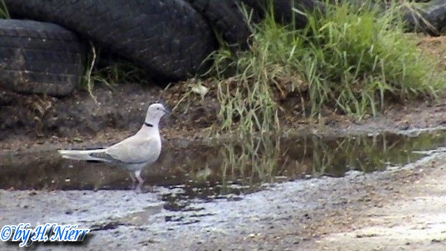 Streptopelia decaocto -  3. Fund