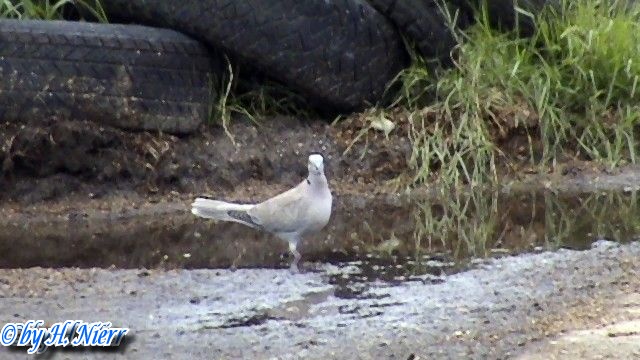 Streptopelia decaocto -  3. Fund