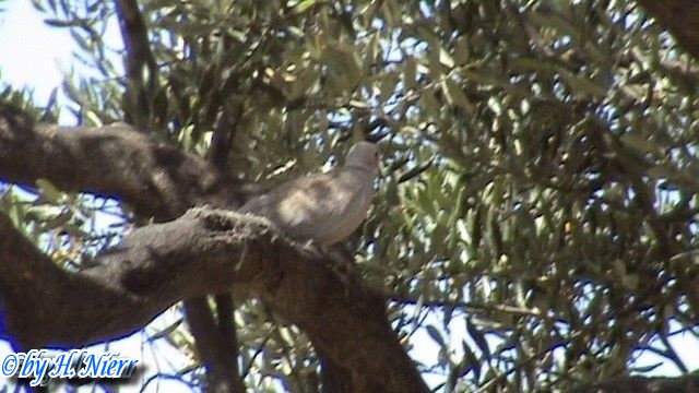 Streptopelia decaocto -  4. Fund