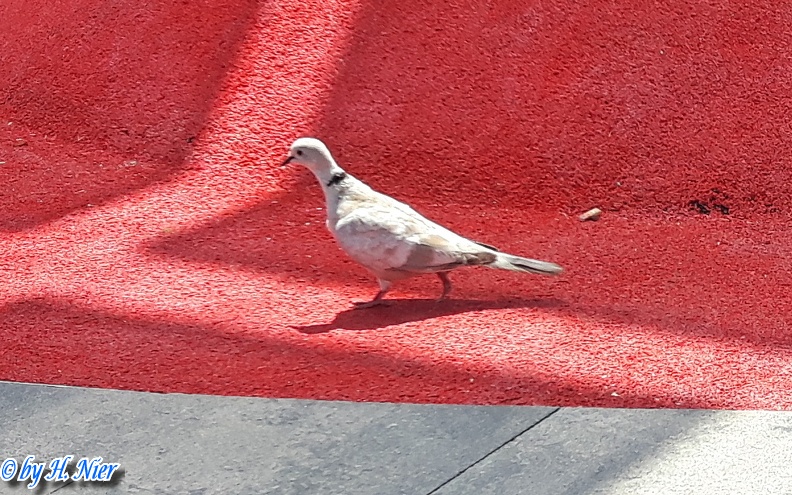 <a href='picture.php?/2319/category/762'>Streptopelia roseogrisea - 1. Fund</a> Streptopelia roseogrisea - 1. Fund