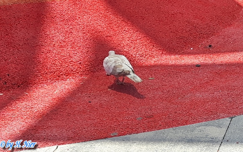 Streptopelia roseogrisea -  1. Fund