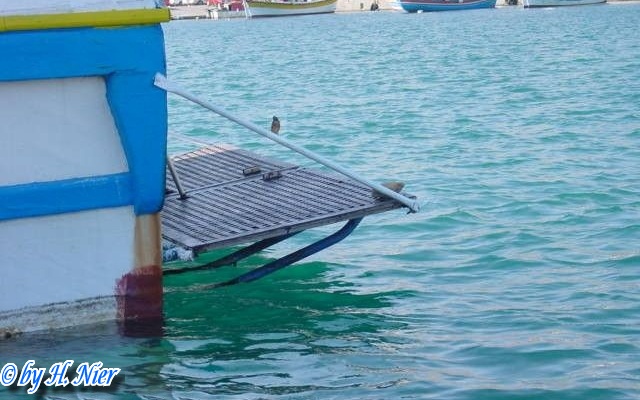 Alcedo atthis -  3. Fund