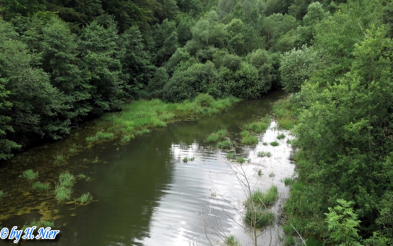 Alcedo atthis -  5. Fund (Fundortfoto)