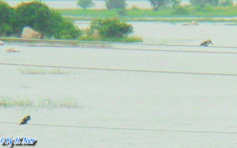 <a href='picture.php?/6031/category/2065'>Ceryle rudis leucomelanura - 1. Fund</a> Ceryle rudis leucomelanura - 1. Fund