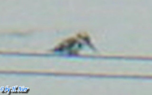 Ceryle rudis leucomelanura -  1. Fund