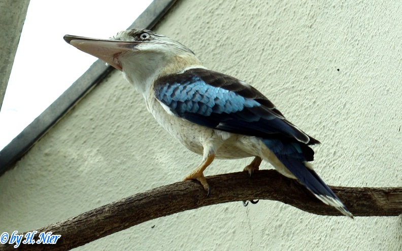 Dacelo leachii -  1. Fund