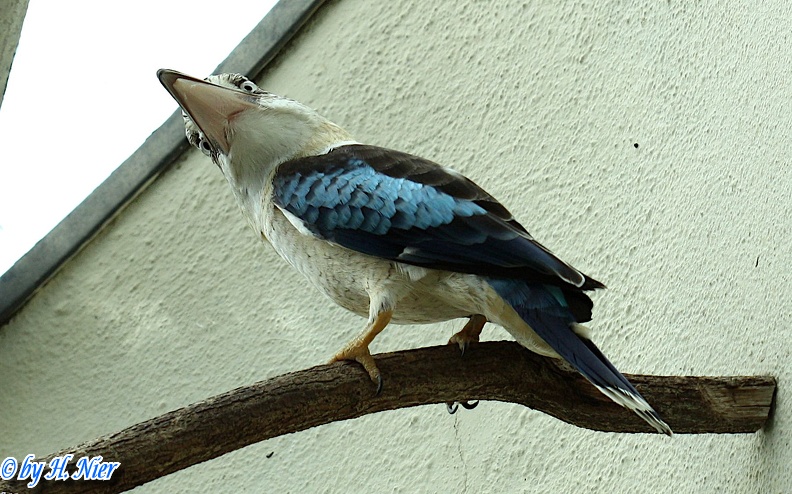 Dacelo leachii -  1. Fund