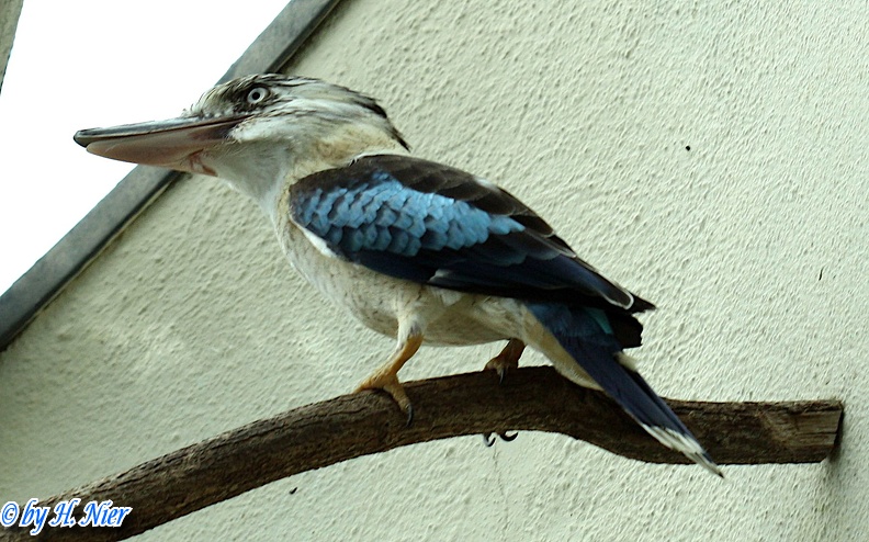 Dacelo leachii -  1. Fund