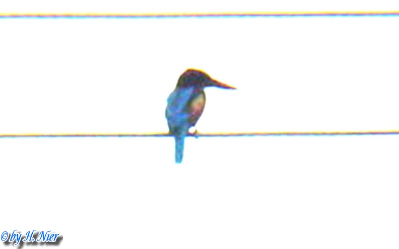 Halcyon smyrnensis fusca -  1. Fund 