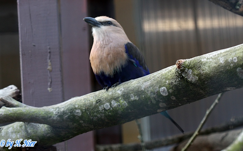 Coracias cyanogaster -  1. Fund