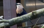 Coracias cyanogaster -  1. Fund