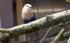 Coracias cyanogaster -  1. Fund