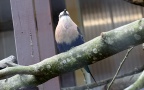Coracias cyanogaster -  1. Fund