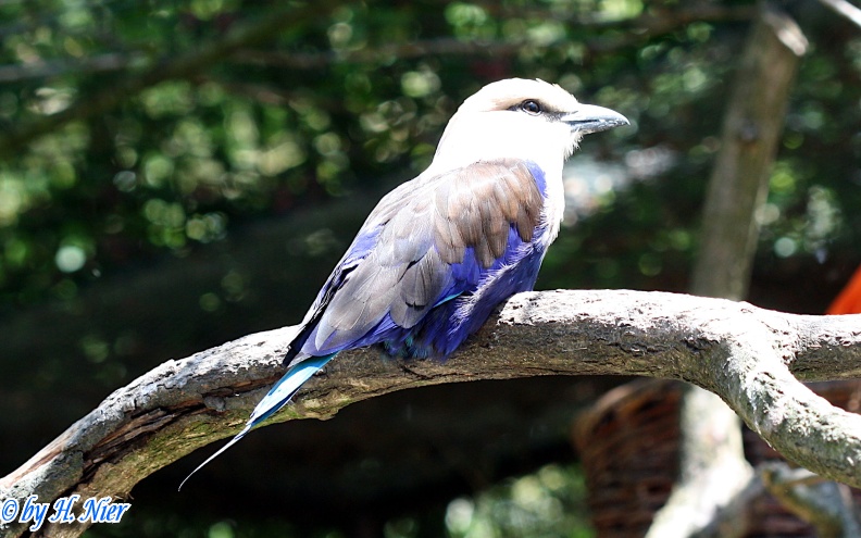 Coracias cyanogaster -  2. Fund