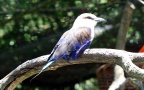 Coracias cyanogaster -  2. Fund
