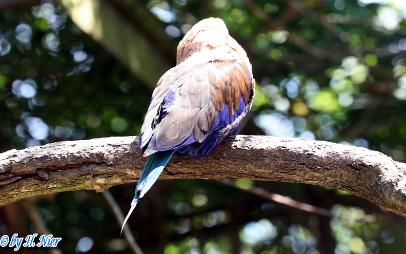 Coracias cyanogaster -  2. Fund