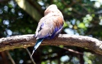 Coracias cyanogaster -  2. Fund