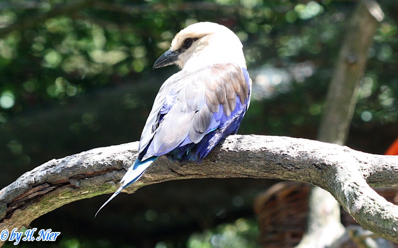 Coracias cyanogaster -  2. Fund