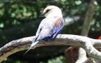 Coracias cyanogaster -  2. Fund