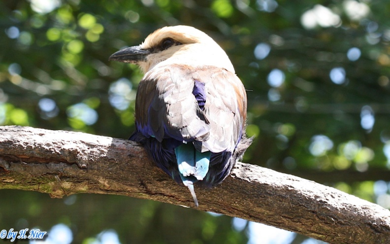 Coracias cyanogaster -  2. Fund