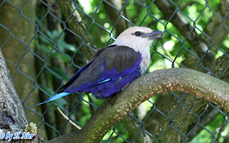 Coracias cyanogaster -  2. Fund