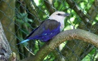 Coracias cyanogaster -  2. Fund