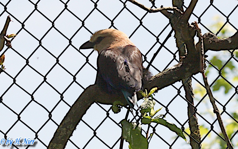 Coracias cyanogaster -  2. Fund