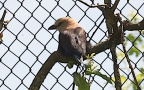 Coracias cyanogaster -  2. Fund