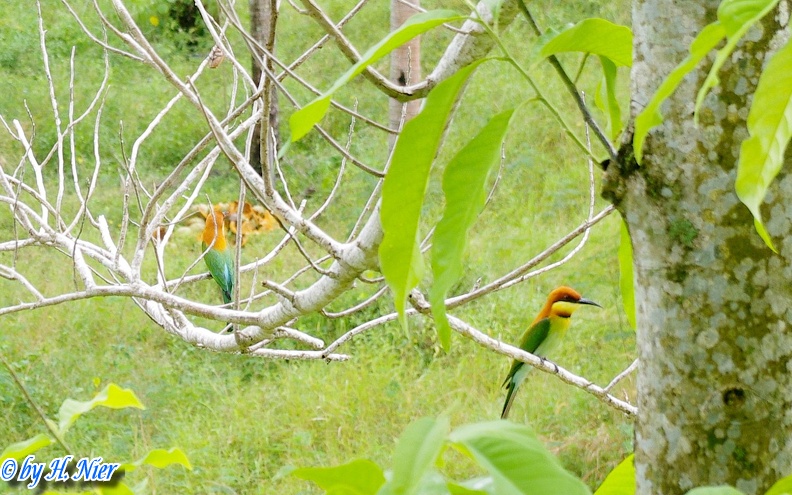 <a href='picture.php?/9150/category/3153'>Merops leschenaulti leschenaulti - 1. Fund</a> Merops leschenaulti leschenaulti - 1. Fund