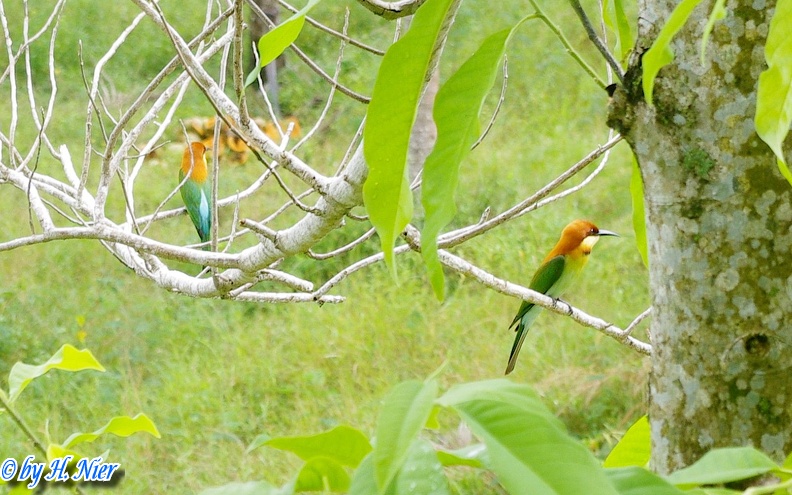 <a href='picture.php?/9151/category/3153'>Merops leschenaulti leschenaulti - 1. Fund</a> Merops leschenaulti leschenaulti - 1. Fund