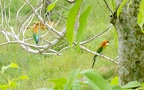 Familie Meropidae (Rafinesque, 1815)