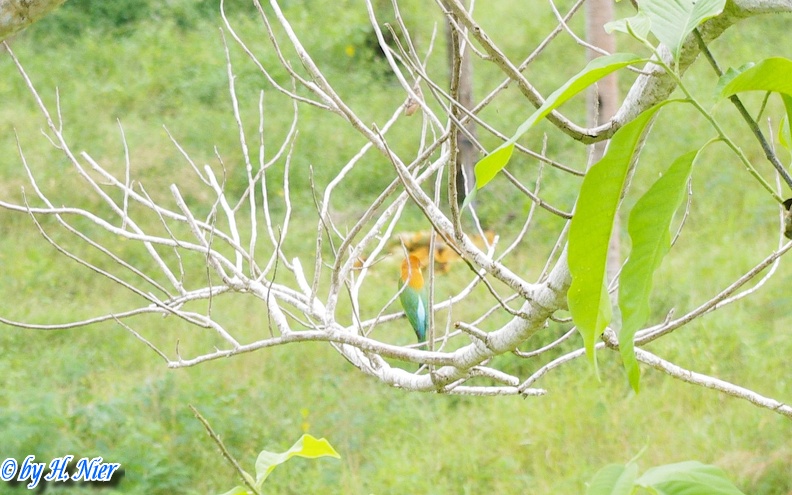 Merops leschenaulti leschenaulti -  1. Fund