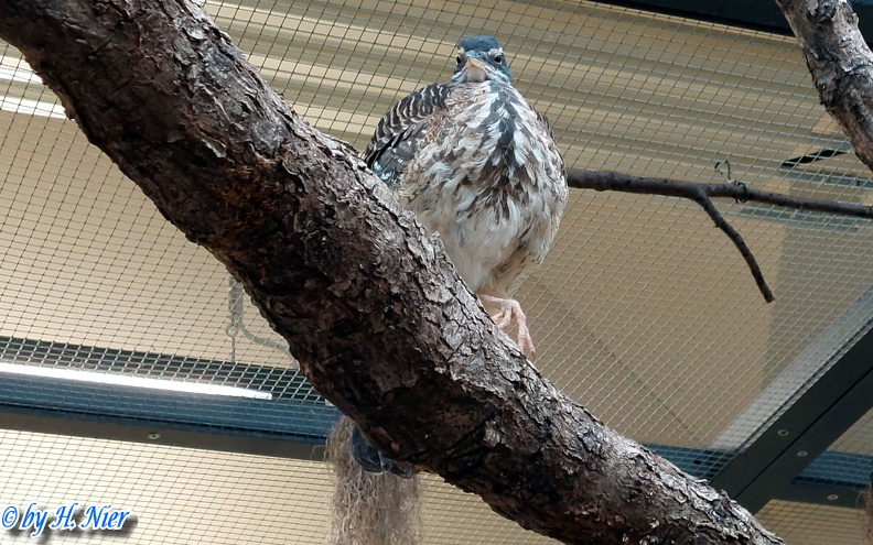 <a href='picture.php?/12872/category/4552'>Eurypyga helias - 2. Fund</a> Eurypyga helias - 2. Fund