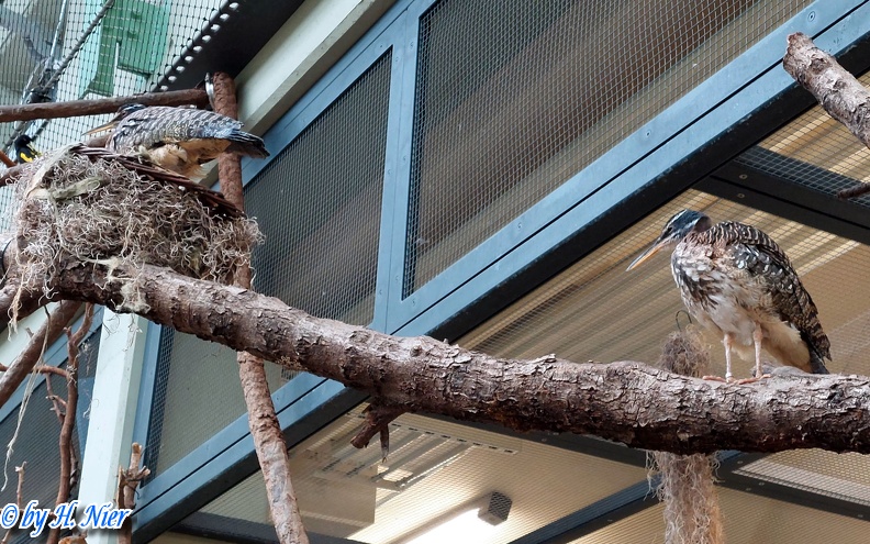 <a href='picture.php?/12873/category/4552'>Eurypyga helias - 2. Fund</a> Eurypyga helias - 2. Fund